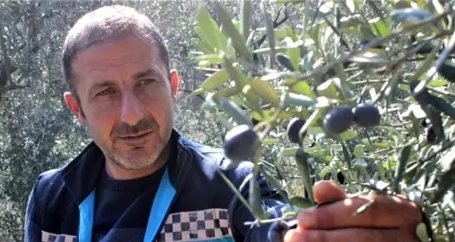 Parklardaki zeytinleri toplayıp ihtiyaç sahiplerinin sofrasına yağ olarak ulaştırıyorlar