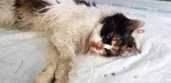 burnu parcalanan kediye estetik operasyon haberler