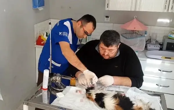 Burnu Parcalanan Kediye Estetik Operasyon Haberler