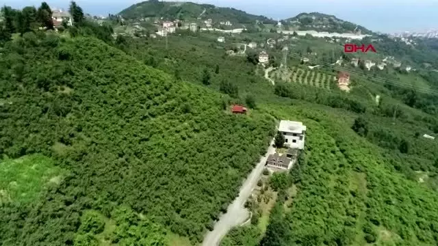 'Drakula'nın tehdit ettiği fındık dallarını yakıp, imha ediyorlar