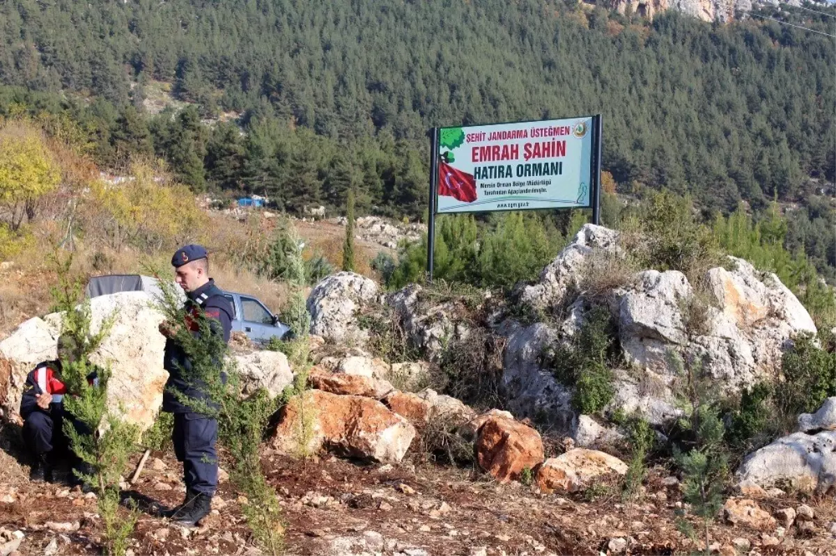 Şehit Emrah Şahin'in adı hatıra ormanı ile yaşayacak