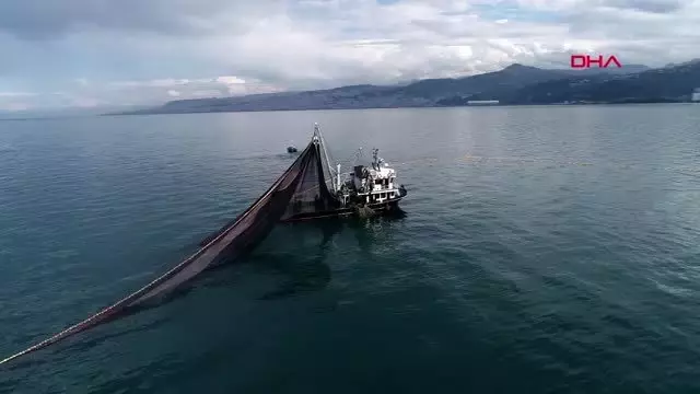 Trabzon hamsi avcılığı sınırlansın talebi
