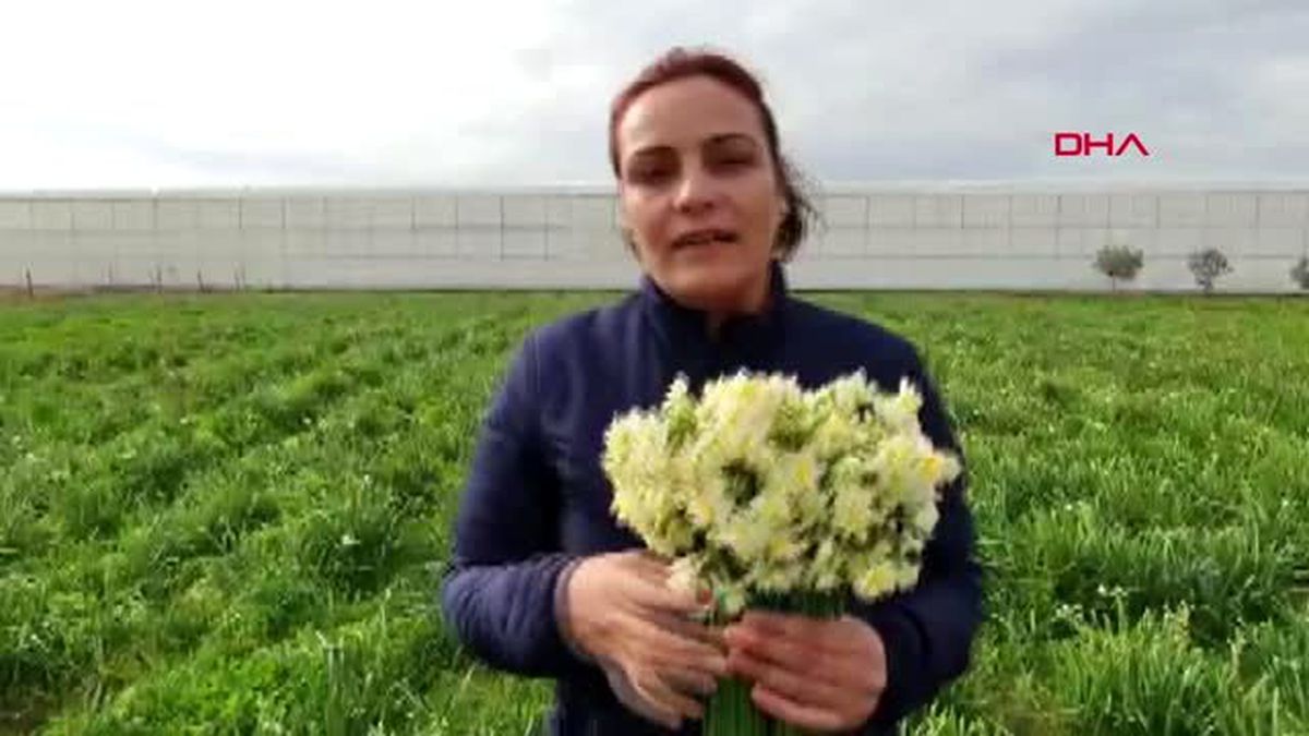 Mersin silifke'de çiçek açan nergisler, gelir kapısı