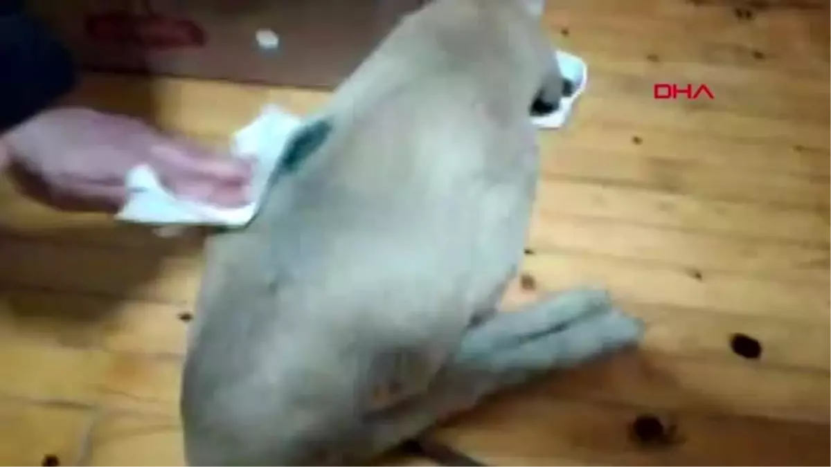 köpeğin arka ayakları tutmuyor neden