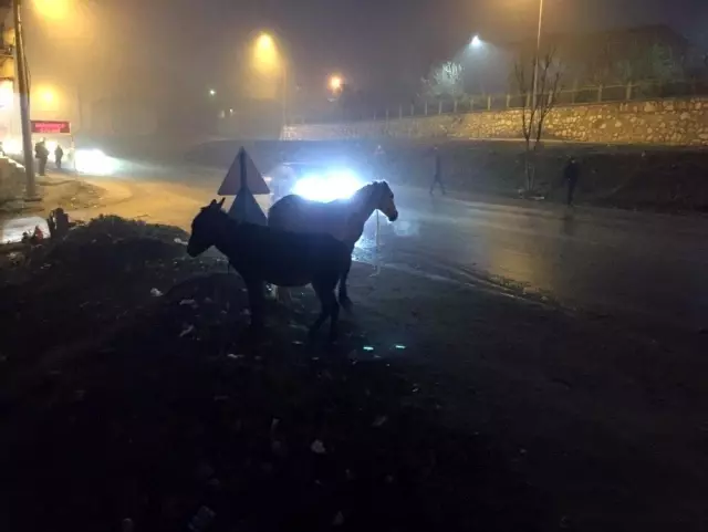 İnegöl'de başı boş atlar tehlike saçıyor