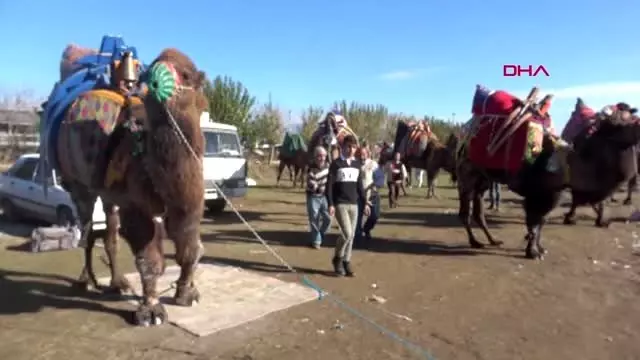 Aydın deve güreşi festivali'nin geliriyle okula kalorifer yapılacak Aydın deve güreşi festivali'nin geliriyle okula kalorifer yapılacak