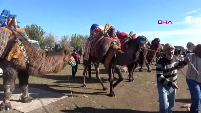 Aydın deve güreşi festivali'nin geliriyle okula kalorifer yapılacak Aydın deve güreşi festivali'nin geliriyle okula kalorifer yapılacak