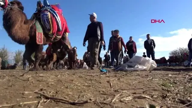 Aydın deve güreşi festivali'nin geliriyle okula kalorifer yapılacak Aydın deve güreşi festivali'nin geliriyle okula kalorifer yapılacak