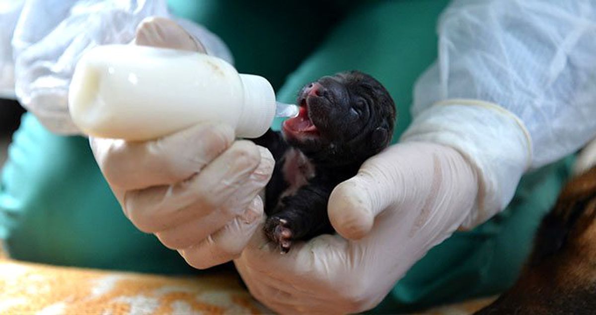 Mersin'de bir köpek sezaryenle 16 yavru doğurdu