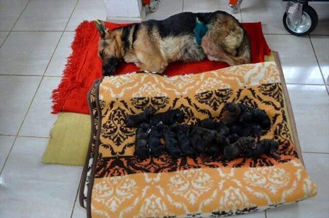 Mersin'de bir köpek sezaryenle 16 yavru doğurdu