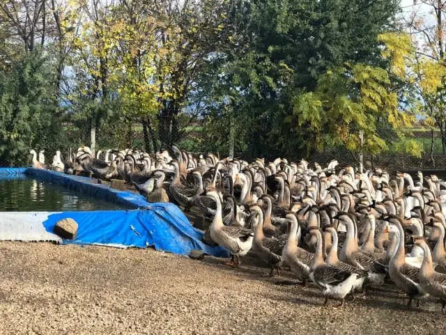 Ek iş olarak kaz çiftliği kurdu! Şimdi yumurtadan sezonluk 100 bin lira kazanacak