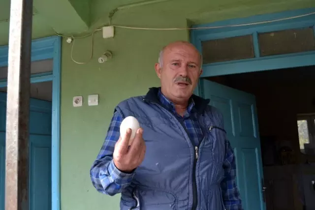 Ek iş olarak kaz çiftliği kurdu! Şimdi yumurtadan sezonluk 100 bin lira kazanacak