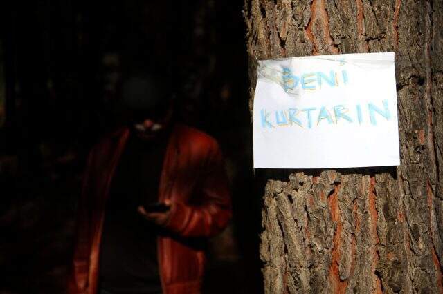 Muğla'da planlı ağaç kesimine tepki