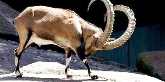 Pakistan bu yıl 5 yaban keçisi avından 555 bin dolar kazandı