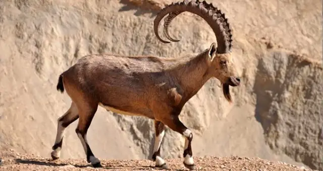 Pakistan bu yıl 5 yaban keçisi avından 555 bin dolar kazandı