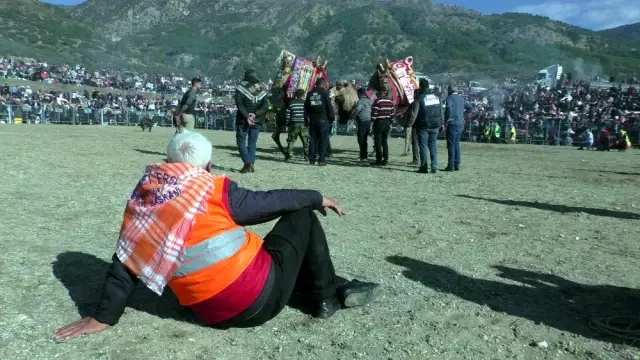 Pehlivan develer kozlarını Buharkent arenasında paylaştı Pehlivan develer kozlarını Buharkent arenasında paylaştı