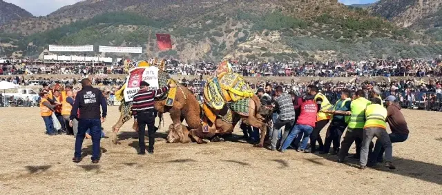 Pehlivan develer kozlarını Buharkent arenasında paylaştı Pehlivan develer kozlarını Buharkent arenasında paylaştı