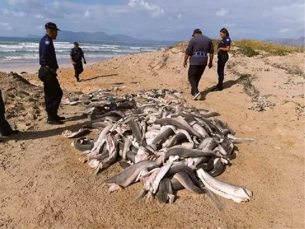 Güney Afrika�da başları kesilmiş onlarca yavru köpek balığı bulundu