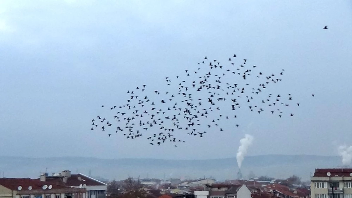 Kuşların gökyüzünde muhteşem dansı - Bursa