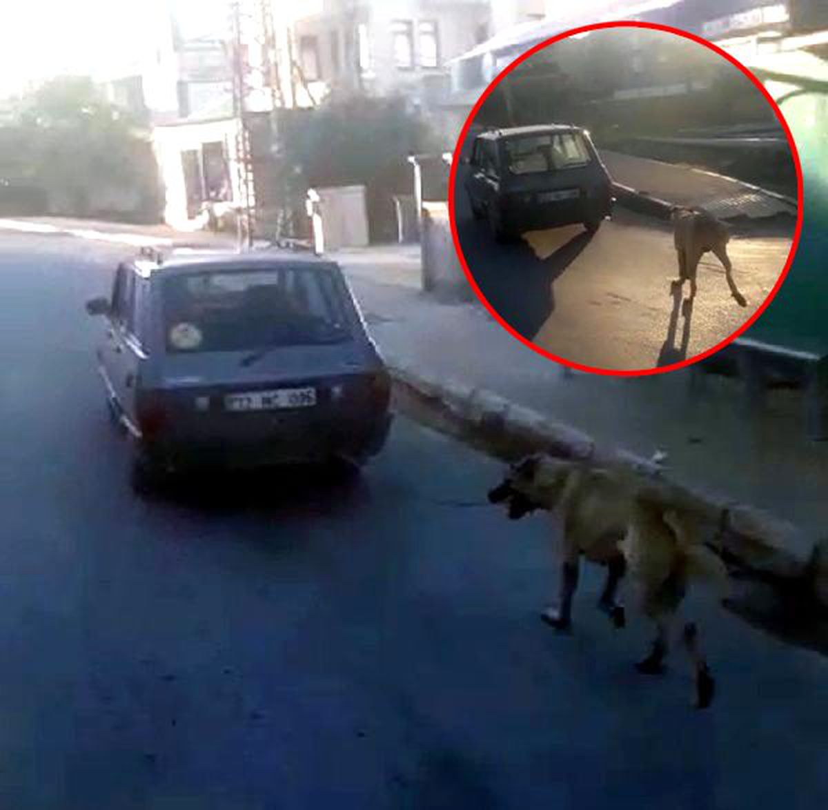 Köpeği otomobile bağlayıp koşturdu