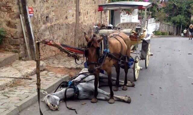 Adalar'daki atlarda ortaya çıkan ruam hastalığıyla ilgili uzman isimden uyarı
