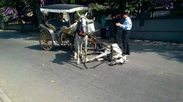 Büyükada'da at vebası sonrası adaya hayvan giriş çıkışı yasaklandı