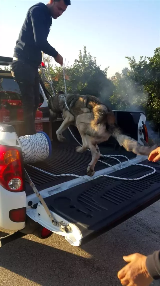 Hatay�da boş su kuyusuna düşen köpeği itfaiye kurtardı Haberler