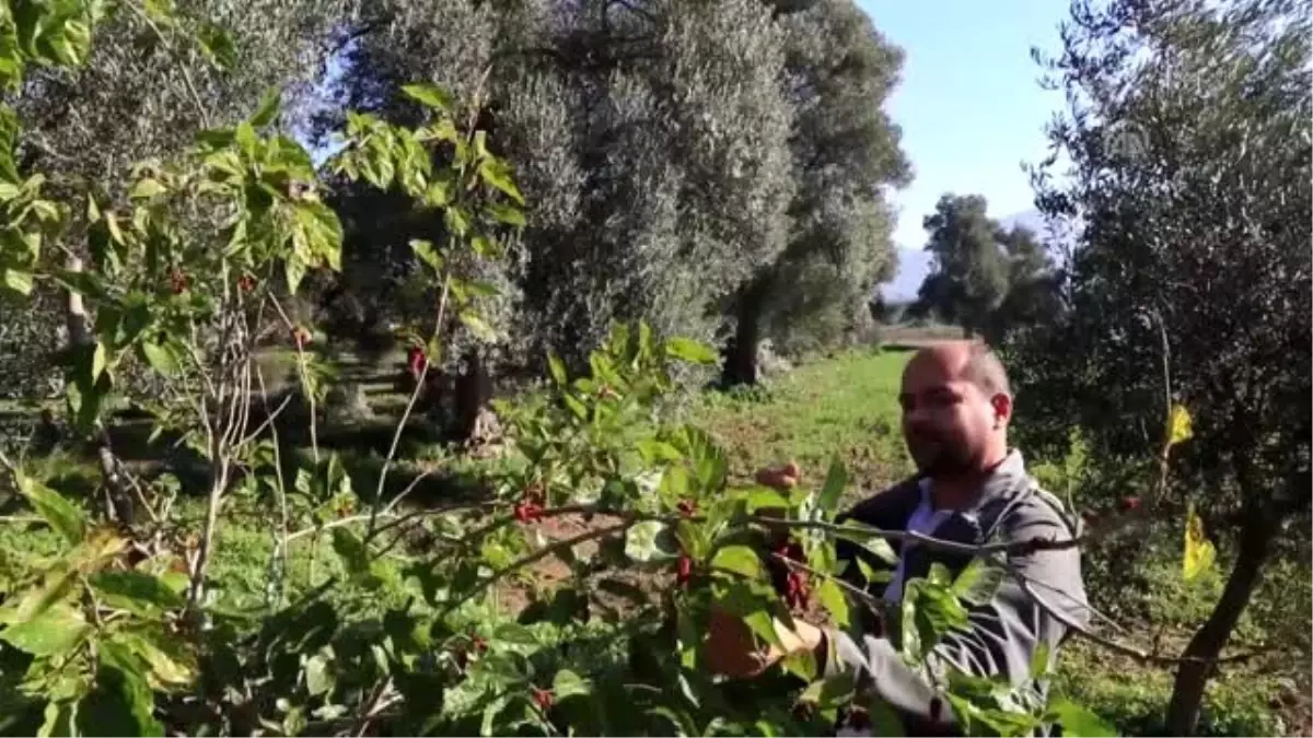 Karadut ağacı aralık ayında meyve verdi