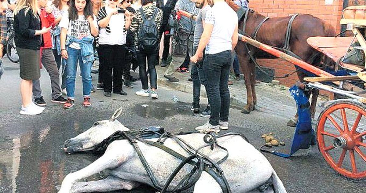 Son dakika: Adalar'da faytonlara at koşulması 3 ay süreyle durduruldu