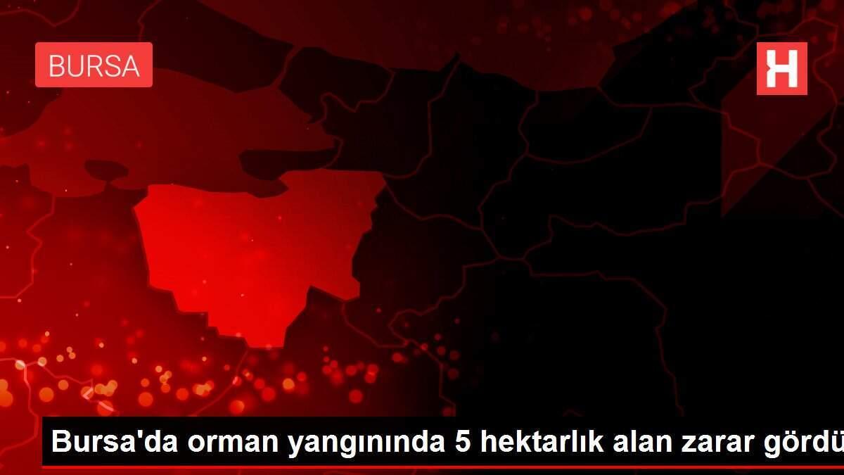 Bursa'da orman yangınında 5 hektarlık alan zarar gördü