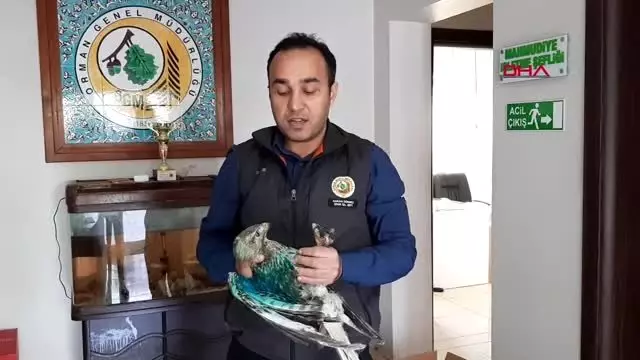 Bursa yaralı 3 şahine tedavi Bursa yaralı 3 şahine tedavi