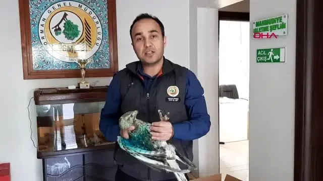 Bursa yaralı 3 şahine tedavi Bursa yaralı 3 şahine tedavi