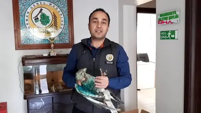 Bursa yaralı 3 şahine tedavi Bursa yaralı 3 şahine tedavi