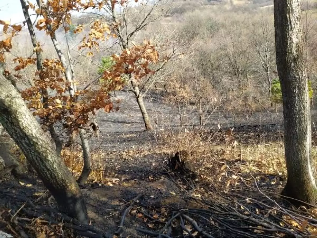 İnegöl'de orman yangını (2)