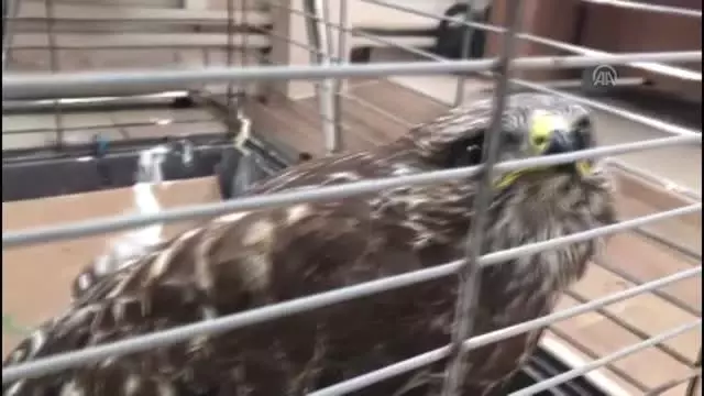 Yaralı halde bulunan 3 şahin koruma altına alındı