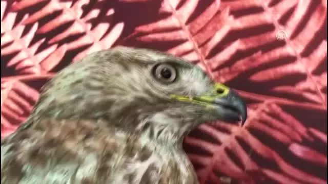 Yaralı halde bulunan 3 şahin koruma altına alındı Yaralı halde bulunan 3 şahin koruma altına alındı