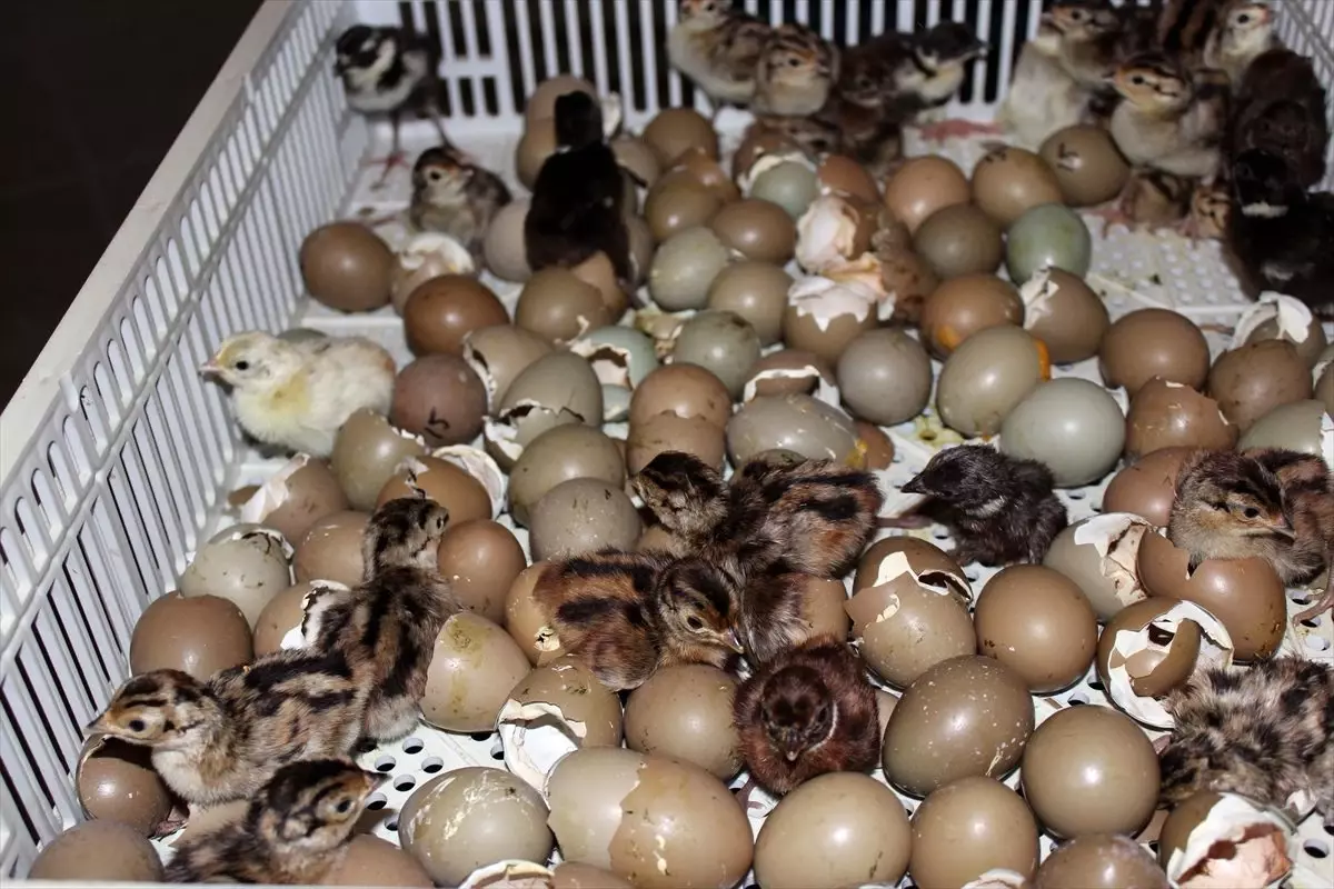 100 bin kanatlı yetiştirilerek doğaya salındı