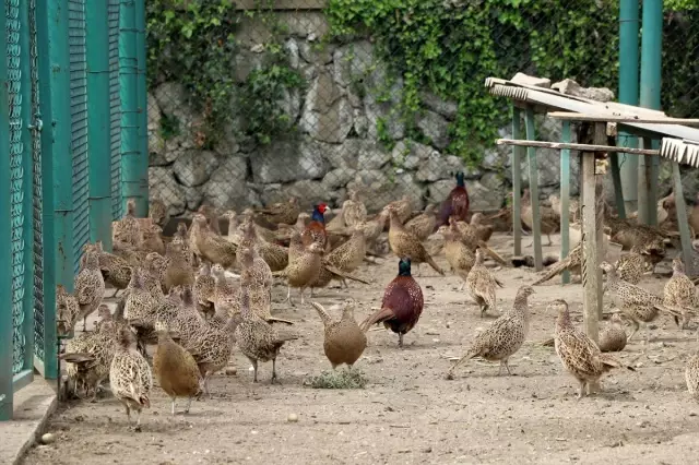 100 bin kanatlı yetiştirilerek doğaya salındı