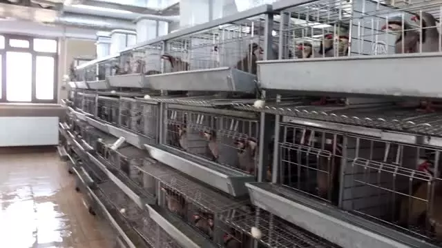 100 bin kanatlı yetiştirilerek doğaya salındı