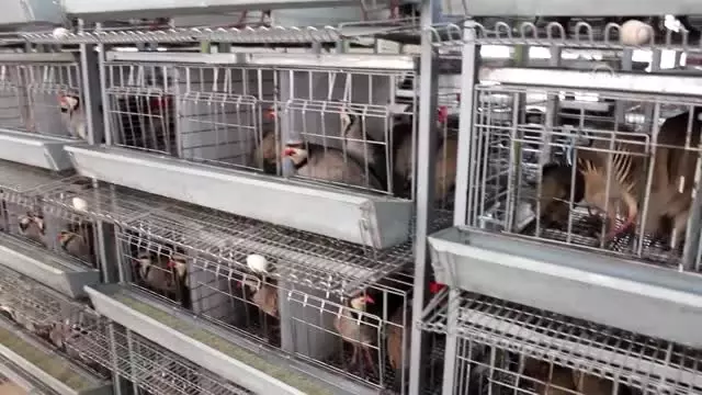 100 bin kanatlı yetiştirilerek doğaya salındı