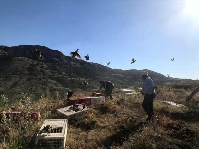 100 bin kanatlı yetiştirilerek doğaya salındı