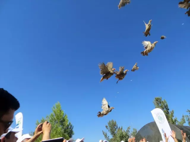 100 bin kanatlı yetiştirilerek doğaya salındı