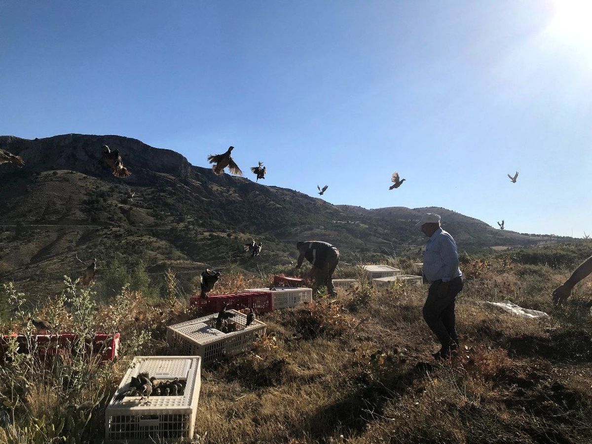 2019'da yaklaşık 100 bin kanatlı yetiştirilerek doğaya salındı