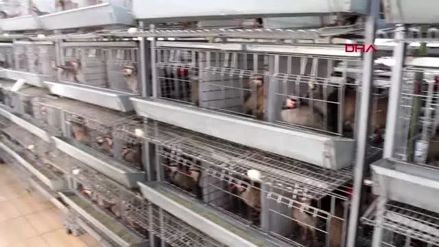 Ankara 2019'da 97 bin sülün ve keklik doğaya salındı