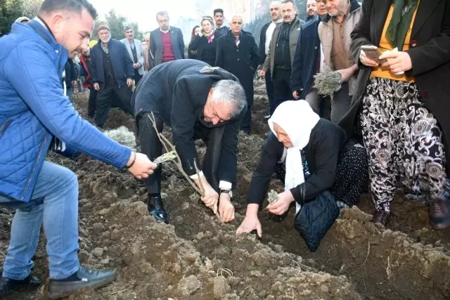 Üreticiye 42 bin 500 lavanta fidesi
