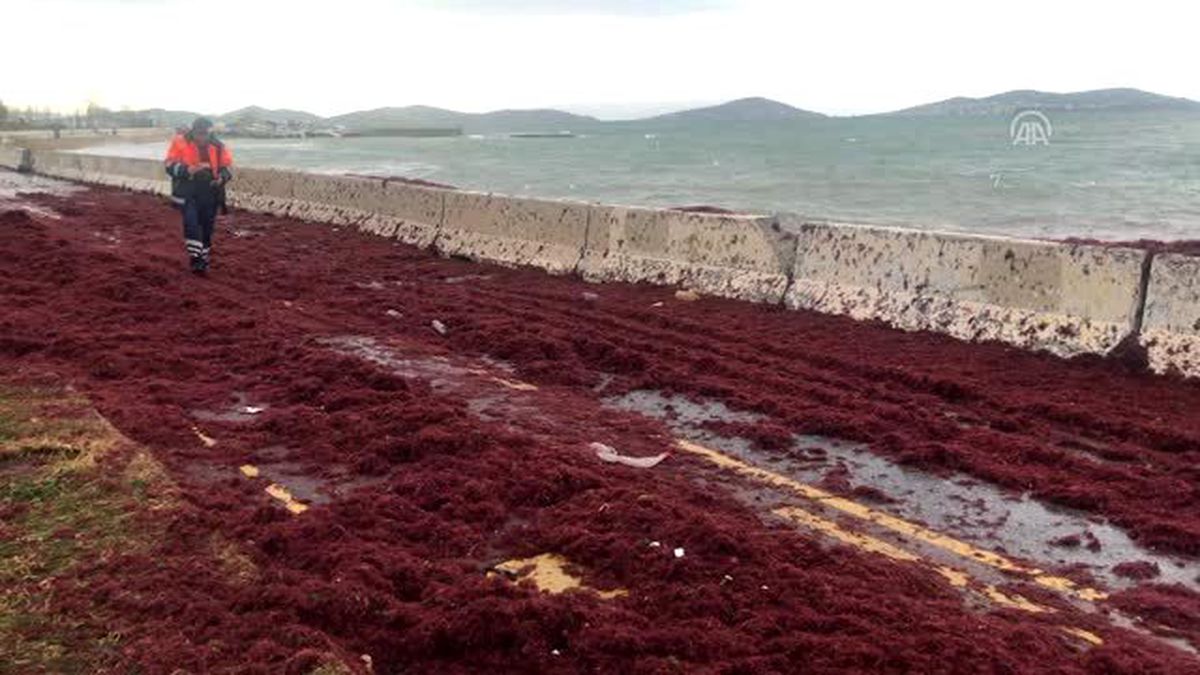 Caddebostan'da sahil yolu yosunla kaplandı, bir kafeyi su bastı
