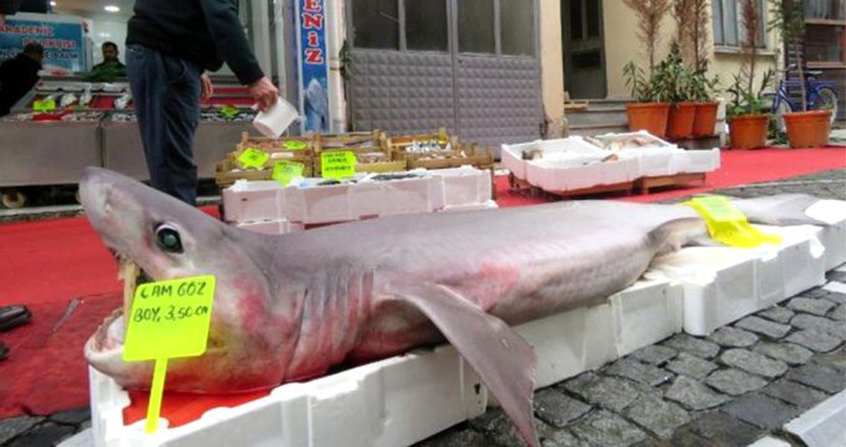 Marmara Denizi'nde 3.5 metre boyunda, 120 kiloluk köpekbalığı yakalandı
