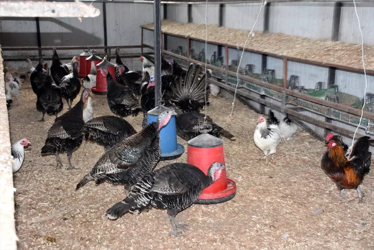 Tekirdağ'da hindi üreticileri satışlardan memnun