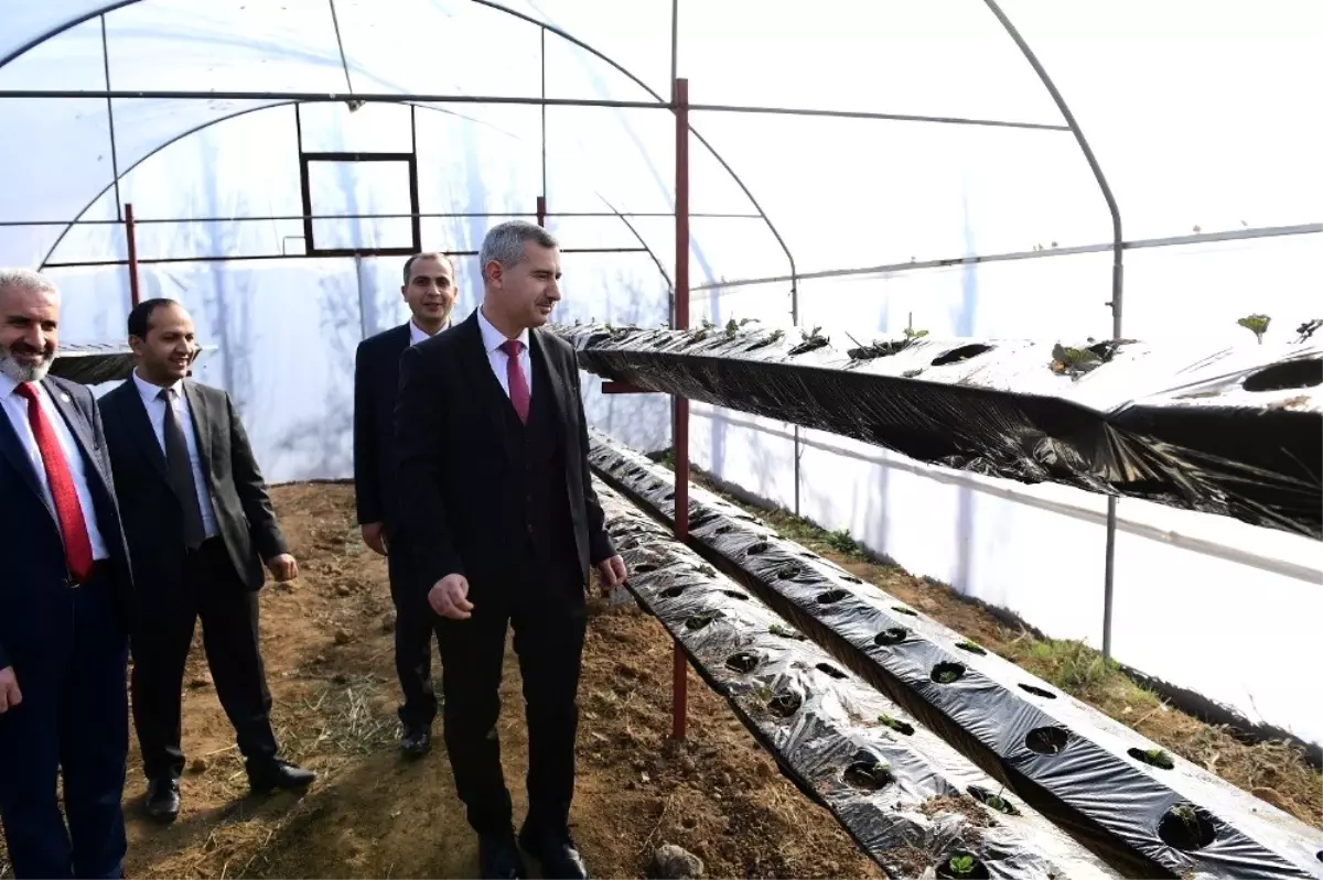 Topraksız çilek üretimine başlandı