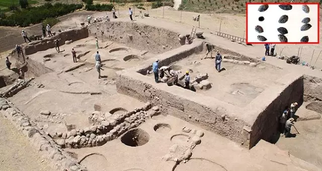 Kilis'te 4 bin yıl öncesine ait zeytin çekirdeği bulundu Kilis'te 4 bin yıl öncesine ait zeytin çekirdeği bulundu